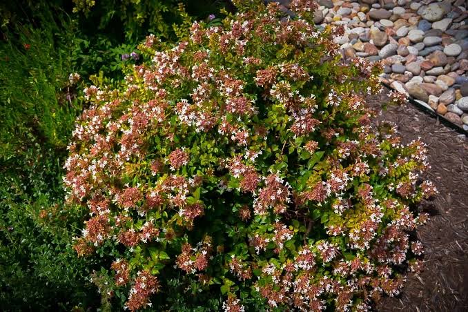 Abelia - Rose Creek
