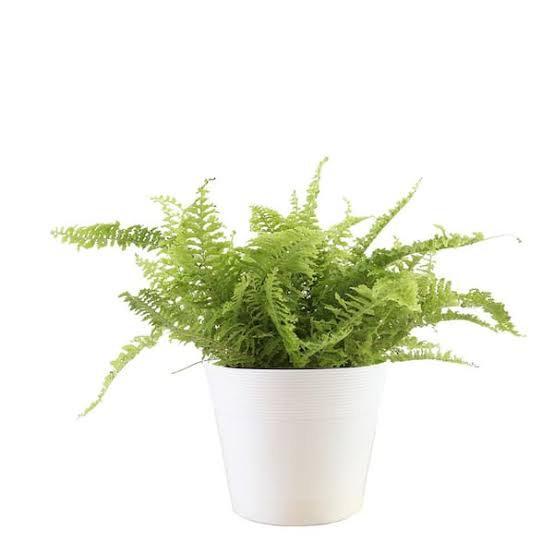 Austral Gem Fern