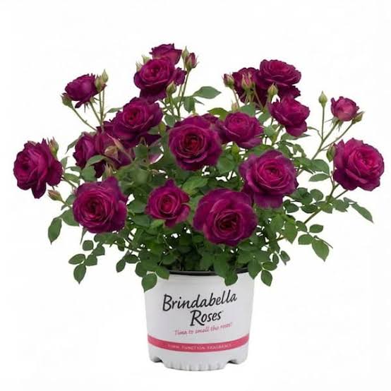 Brindabella Purple Prince Rose