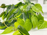 Philodendron Brasil - Variegated