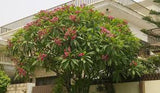 Plumeria