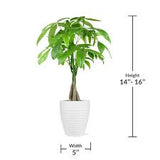 Money Tree