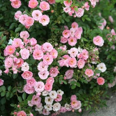 Oso Easy Petit Pink Rose