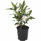 Gardenia - Four Seasons