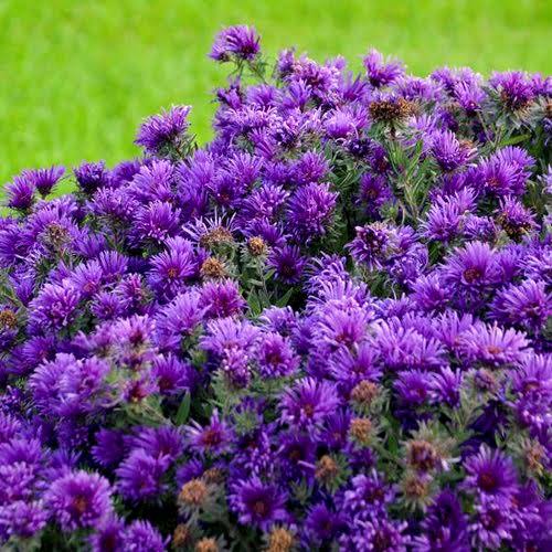 Aster