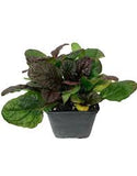 Ajuga - Mahogany