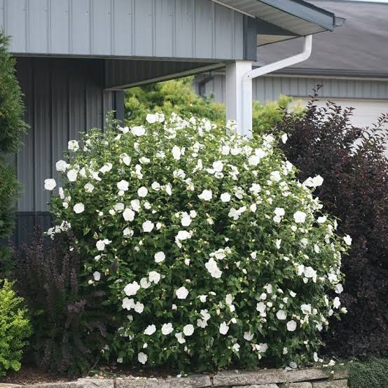 Rose of Sharon - White Chiffon