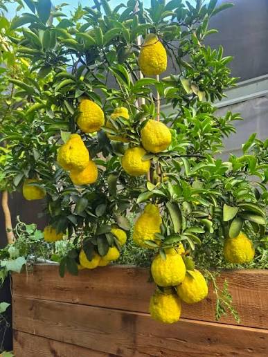 Lemon - Sambo