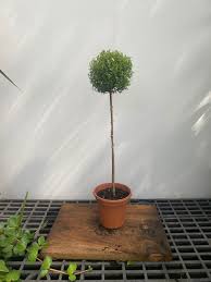Podocarpus - Topiary