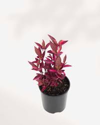 Brazilian Red Hots