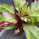 Banana Ensete (Red)