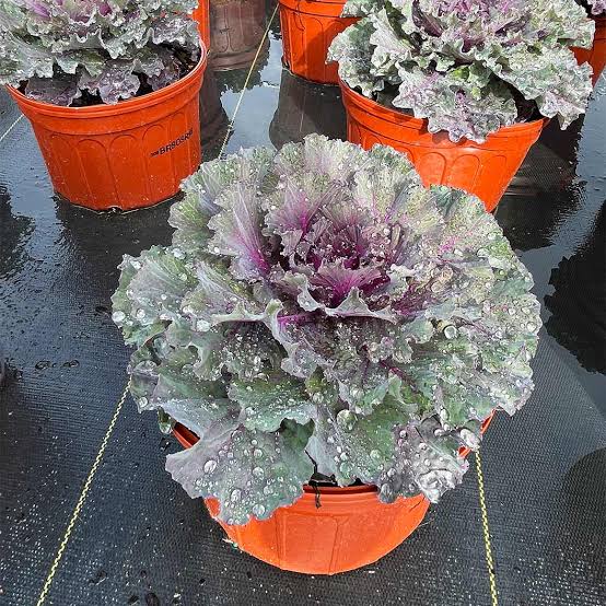 Cabbage Plant