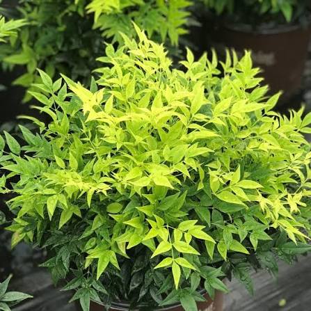Nandina- Heavenly Bamboo - Lemon Lime
