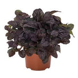 Ajuga - Mahogany