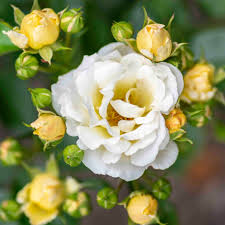 Drift Rose - Popcorn