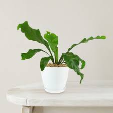 Bird's Nest Fern
