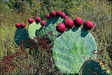 Prickly Pear Cochineal Cactus