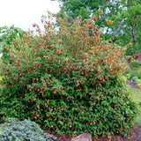 Abutilon Red Tree - Chinese Lantern