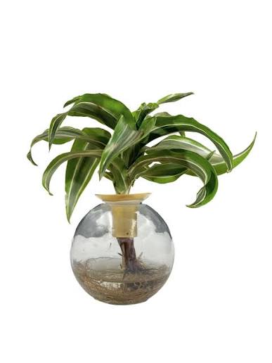 Live Trend Brass Roots