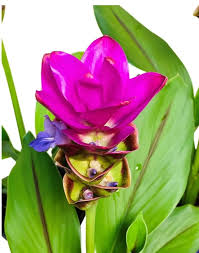 Curcuma - Purple