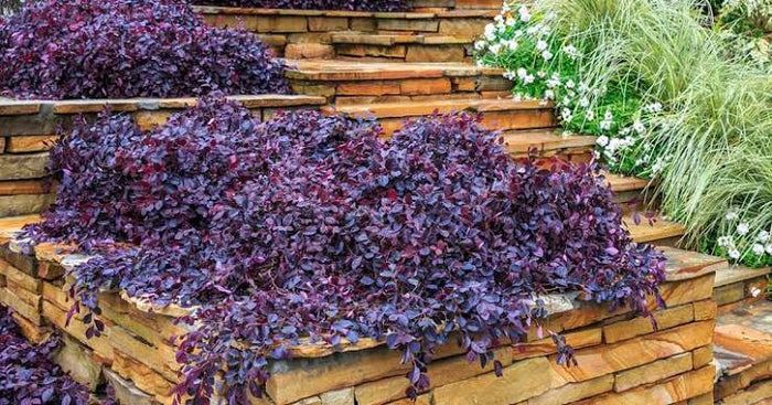 Purple Pixie® Dwarf Weeping - Loropetalum