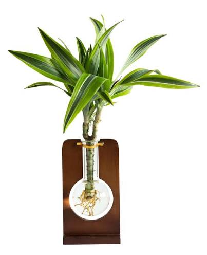Live Trends Organiic Flask