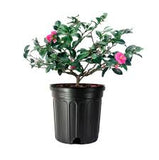 Camellia - Rebel Yell