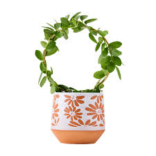 Live Trends Floral Collective