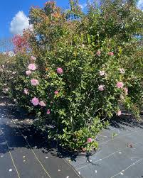 Camellia - Cotton Candy