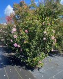 Camellia - Cotton Candy