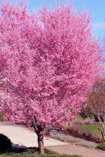 Okame Cherry Tree