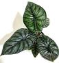 Alocasia Dragon Scale