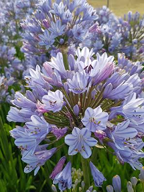 Agapanthus - Blue Flare