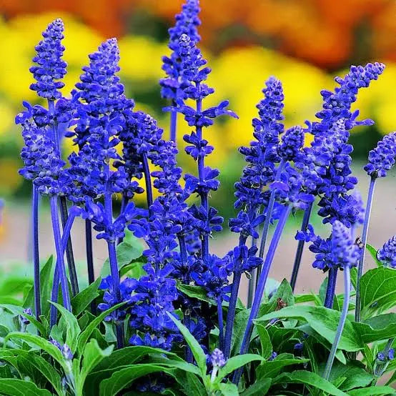 Salvia Farinacea