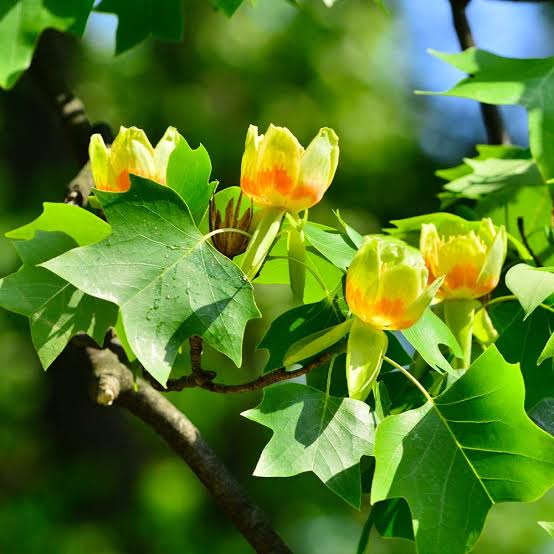 Poplar Tuilp