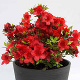 Azalea - Red Formosa