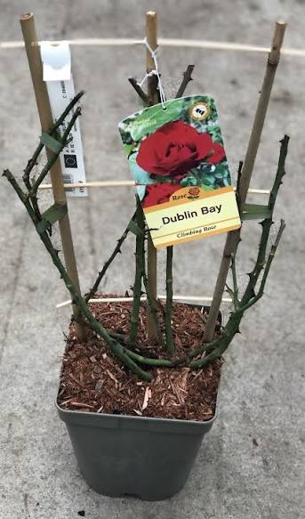 Climbing Rose - Dublin Bay