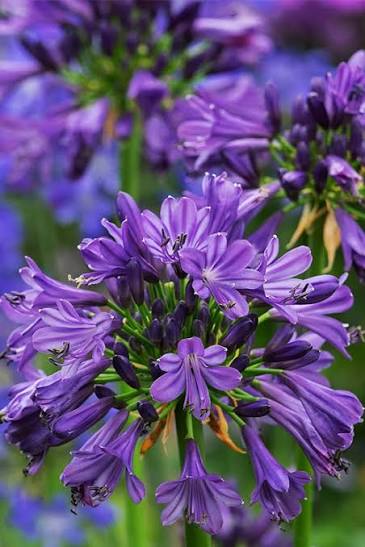 Agapanthus - Purple Delight