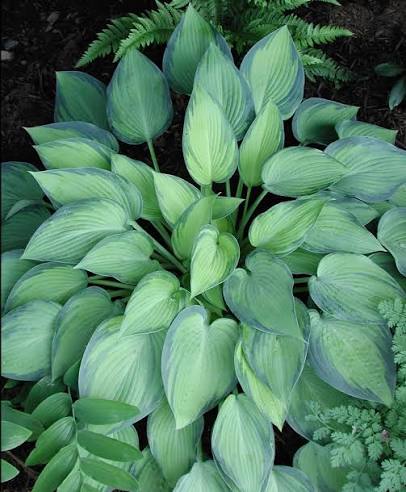 Hosta - Plantain Lily