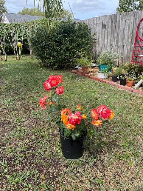 Climbing Rose - Pinata