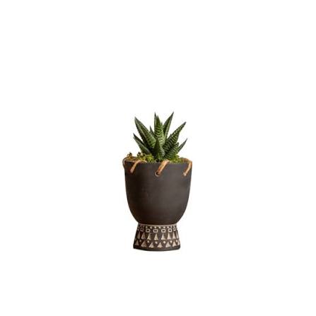 Live Trends Calyso