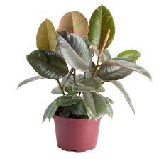 Live Trends 6" Maroon Pot