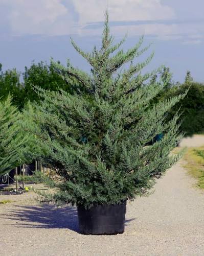 Southern Fuzzy Cedar