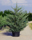 Southern Fuzzy Cedar