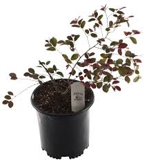 Loropetalum - Plum