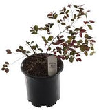 Loropetalum - Plum