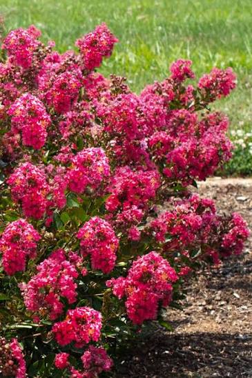Crape Myrtle - The Bellini Congress Raspberry