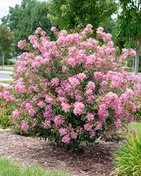 Crape Myrtle - The Bellini Congress Guava