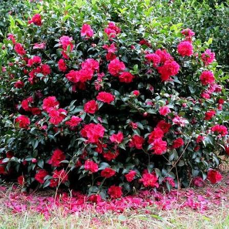 Camallia - October Magic Ruby