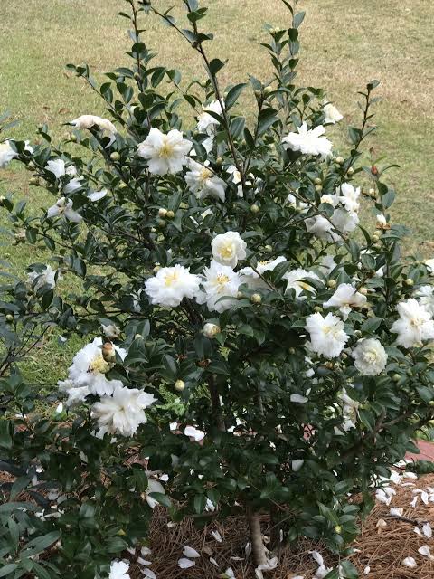 Camellia - Mine-no-Yuki